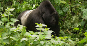 Mountain gorillas vs Lowland gorillas: the differences