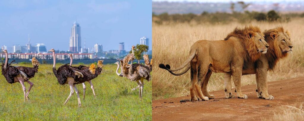 Nairobi National Park