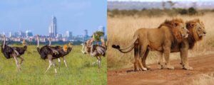 Nairobi National Park