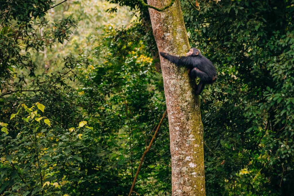 Nyungwe Forest National Park