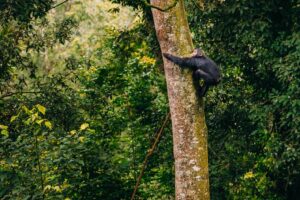 Nyungwe Forest National Park