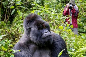 Primate Photographic Safaris