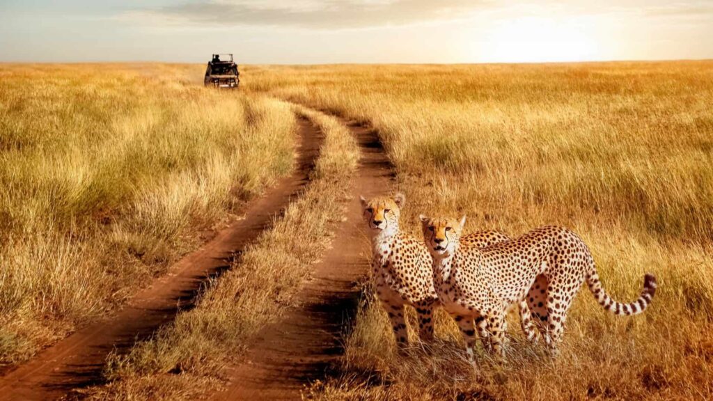 Serengeti National park