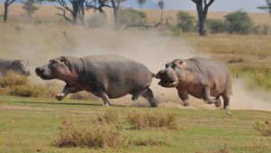  Seronera area in  Serengeti National Park