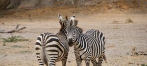 Tarangire National park