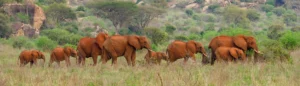 Tsavo National Park - Kenya
