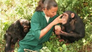 Primate Photographic Safaris