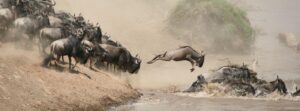 Vacation Safaris to Africa from Toronto