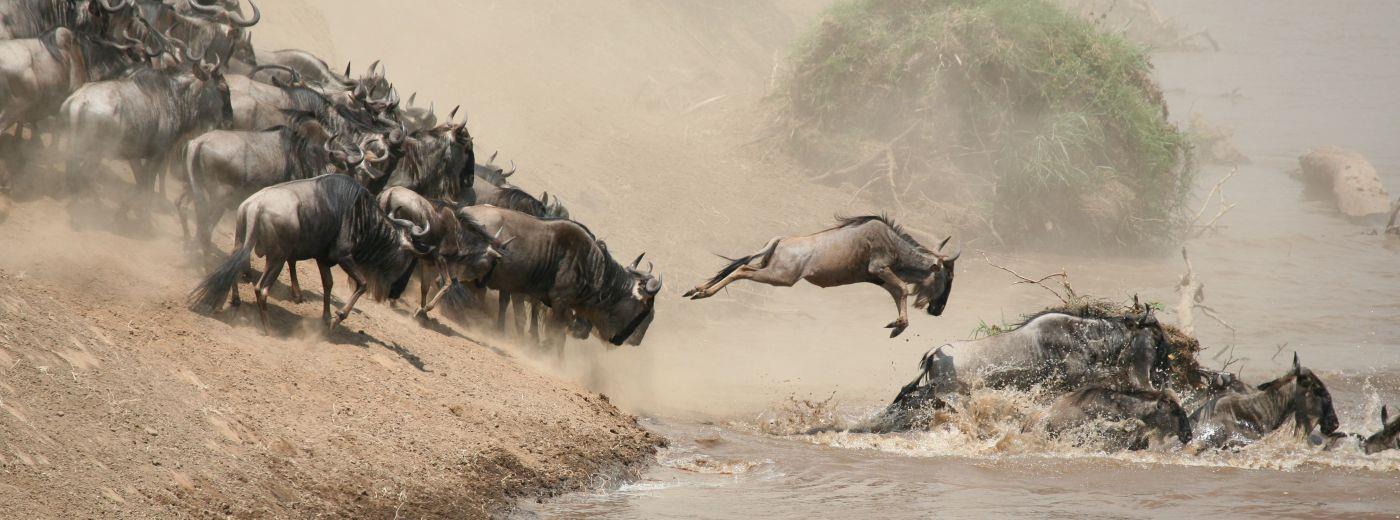 Vacation Safaris to Africa from Toronto