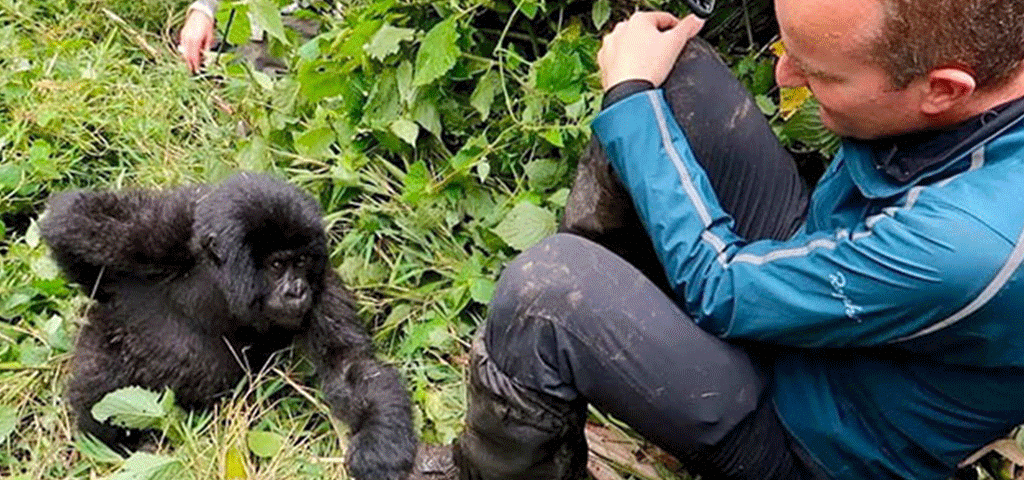 Vancouver to Toronto to See Gorillas