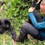 Vancouver to Toronto to See Gorillas