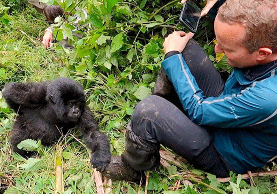 Vancouver to Toronto to See Gorillas