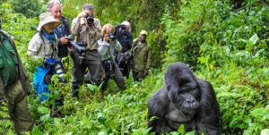 14 Days Best of Africa Rwanda Tanzania & Zanzibar Safari