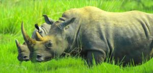 Ziwa Rhino Sanctuary Uganda