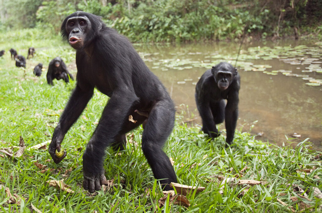 bonobos