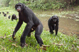 bonobos