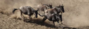 causes of great migration of wildebeest