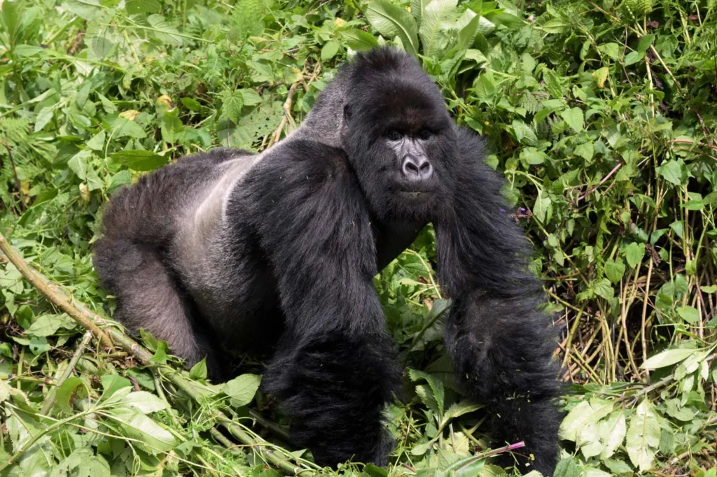 difference between gorilla trekking in Uganda and Rwanda