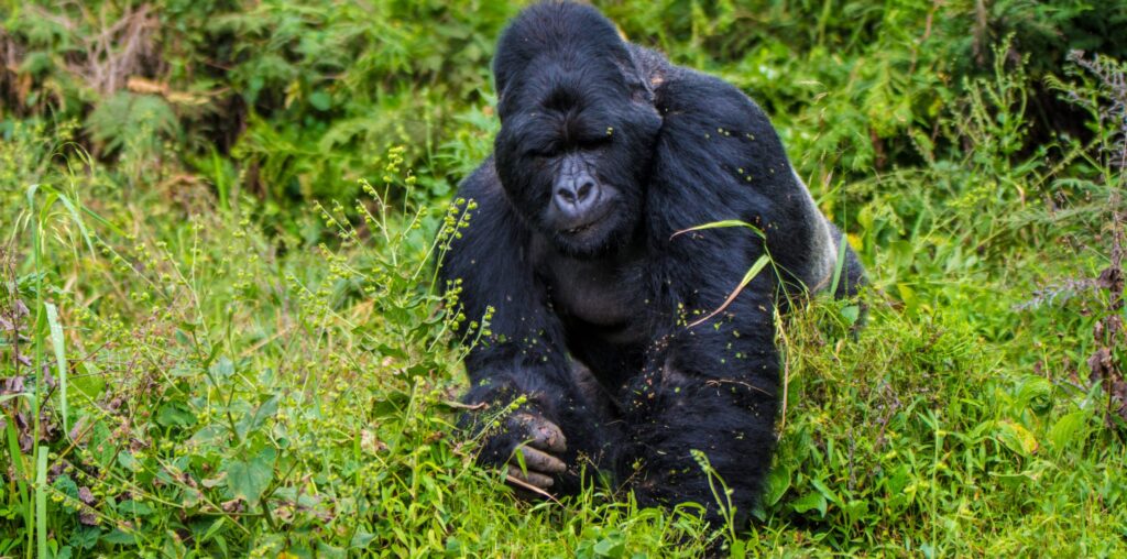 gorilla trekking Vs habituation