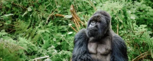 gorilla trekking in Rwanda