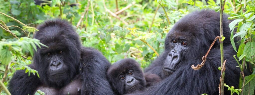 gorillas and chimps trekking
