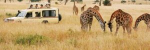 how to spend your 10 day vacation safari in Uganda & Rwanda