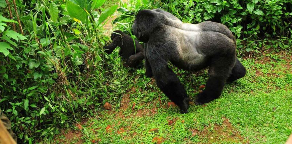 minimum age for gorilla trekking
