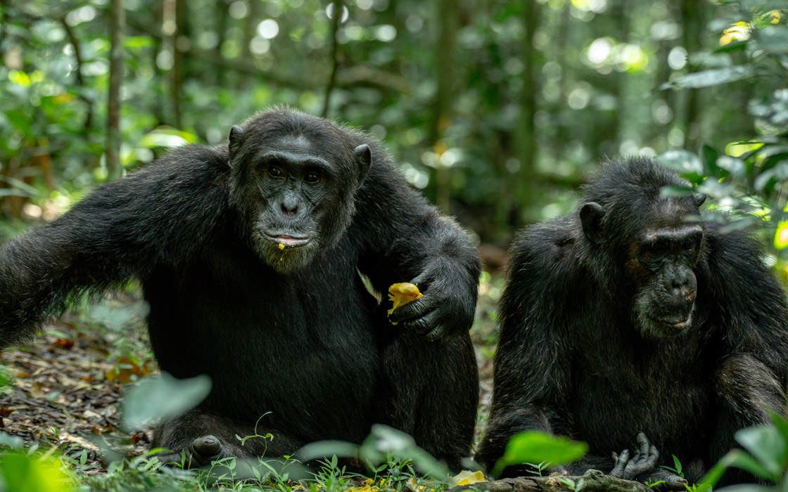 10 Days Great Apes Of Uganda And Rwanda