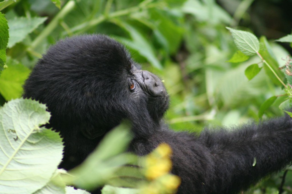 5 Days Rwanda Luxury Gorilla Trekking Safari 