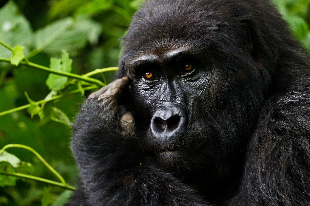1-day Bwindi gorilla trekking from Kigali