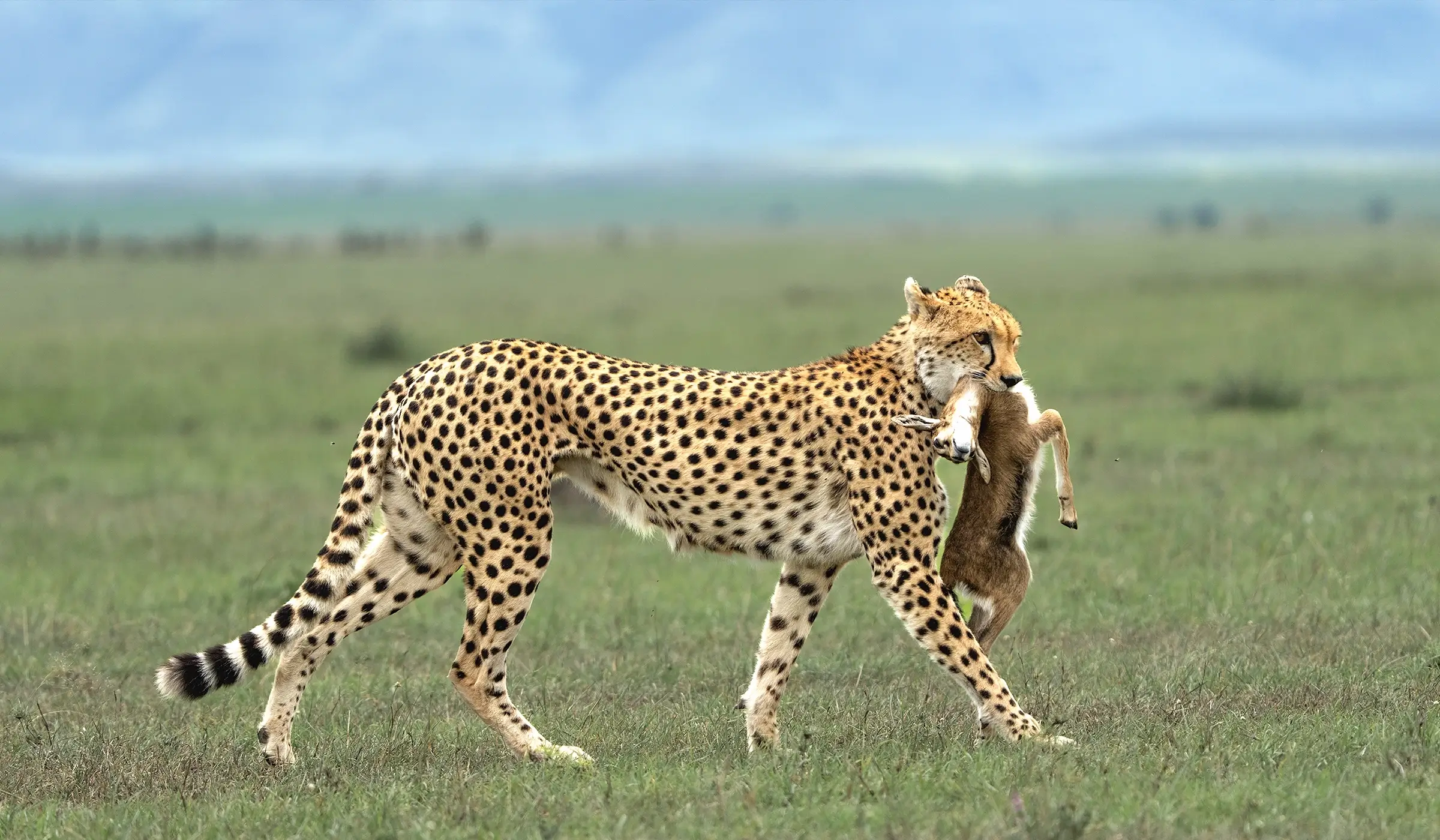 7 Days Uganda Discovery Safari