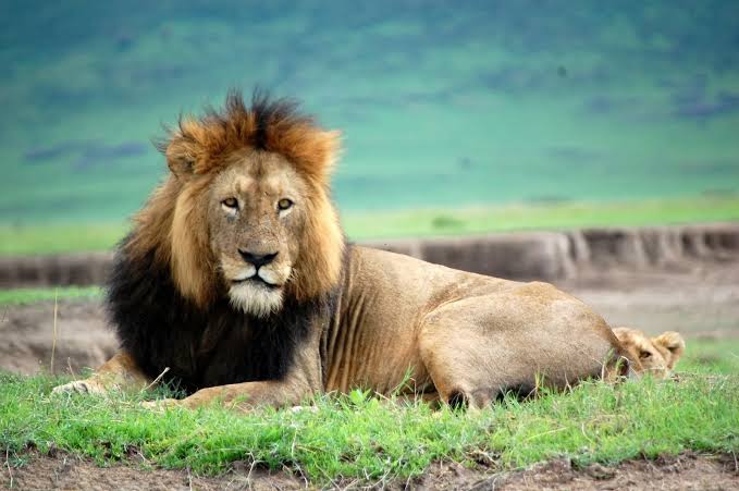 10 Days Tanzania Northern Circuit Safari Adventure

